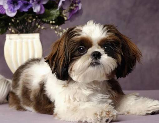 Shih Tzu