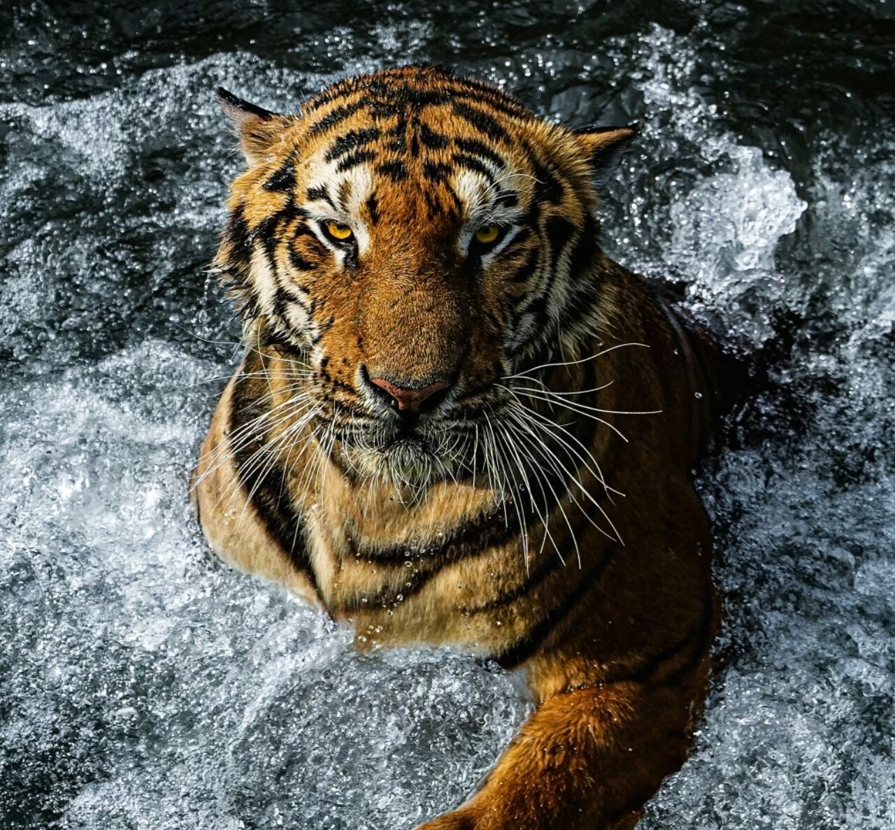 tiger