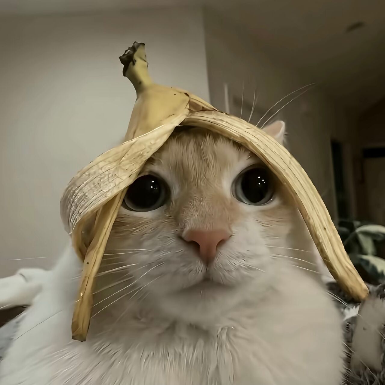 Banana Cat