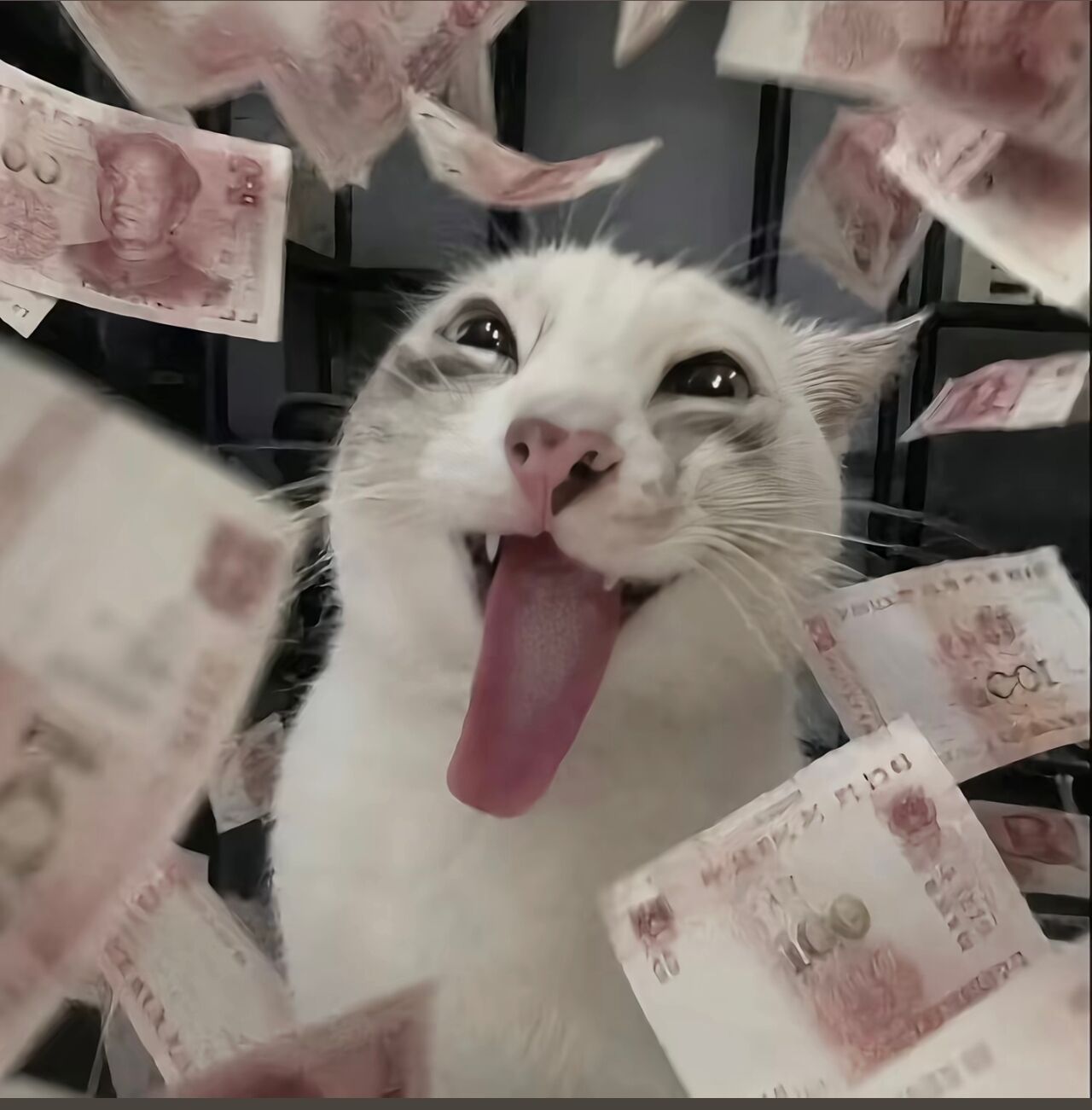 Greedy Cat